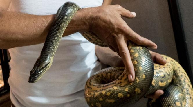 76 cei mai periculosi serpi planeta