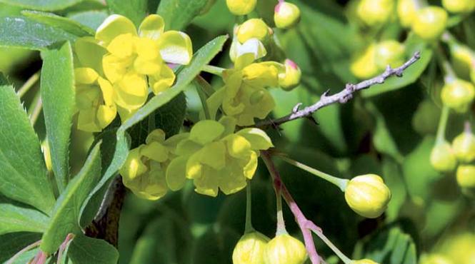 ciubotica cucului legenda planta medicinala remediu popular zeita freya