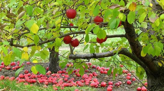 august 2024 gustar perseide luna albastra probejenie ziua marinei