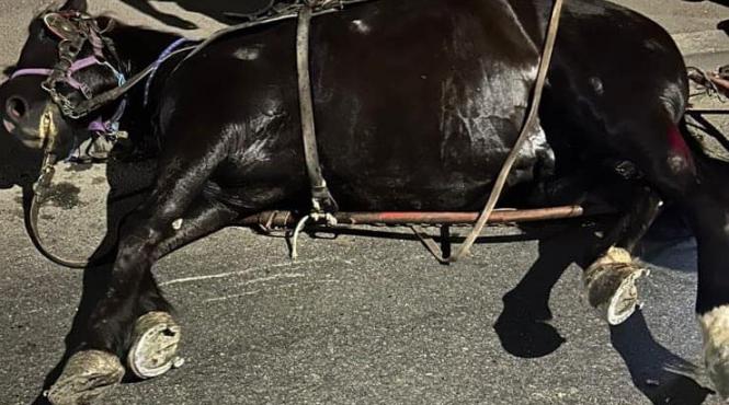 cal agonie accident salvat politisti gorjeni