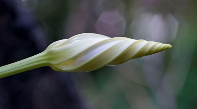 floarea trezeste dimineata adoarme seara zorele delicate spectaculoase simbol iubire