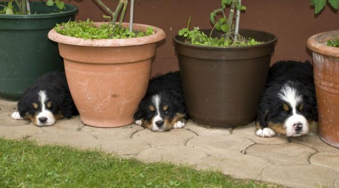 caini focuri artificii periculoase stres anxietate frica