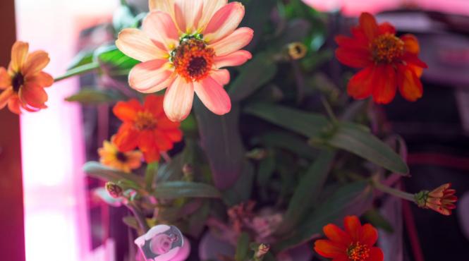 carciumarese flori vesele rezistente sfaturi plantare gradina colorata