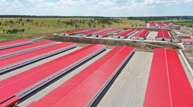 carmistin scornicesti ferma pui