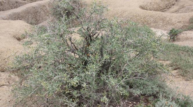 minunile vulcanilor noroiosi gardurarita planta unica romania protejata lege