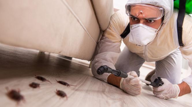 gandaci baie solutii eficiente exterminare