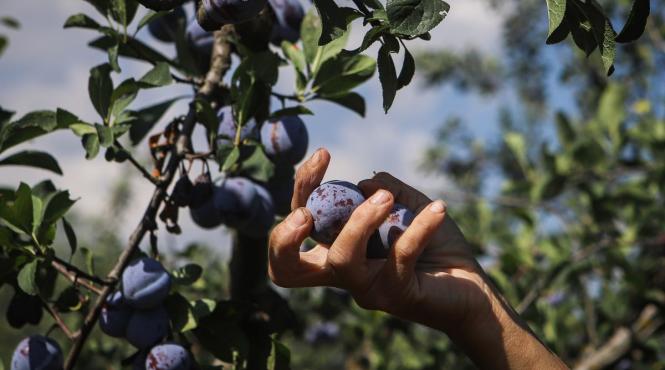 puterea prunelor vitamine antioxidanti secretul naturii digestie sanatoasa oase puternice