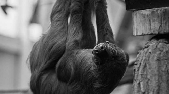 cel mai batran lenes lume moarte 54 ani gradina zoologica germania