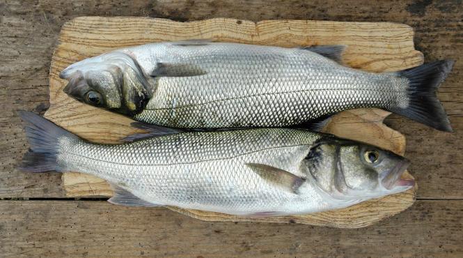 cum cureti corect peste solzi intestine