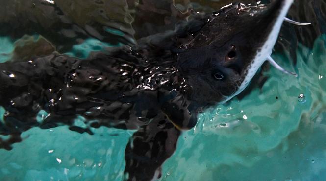 peste o mie pui sturion eliberati dunare