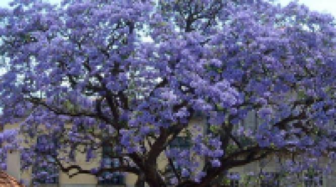 arborele printesei simpol regal paulownia tomentosa crestere rapida