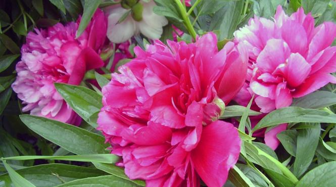 ceai petale bujori aroma delicata virtuti terapeutice bautura rara