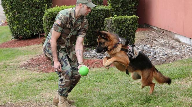 cainii destepti amintesc nume jucarii doi ani