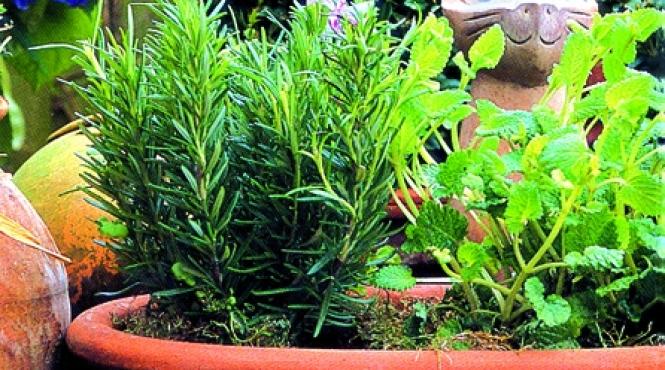 ghid gradina plante aromatice bucatarie remedii naturale infuzii