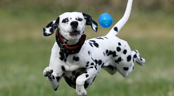 10 rase caini nu suporta copiii agresivi rezervati toleranta scazuta