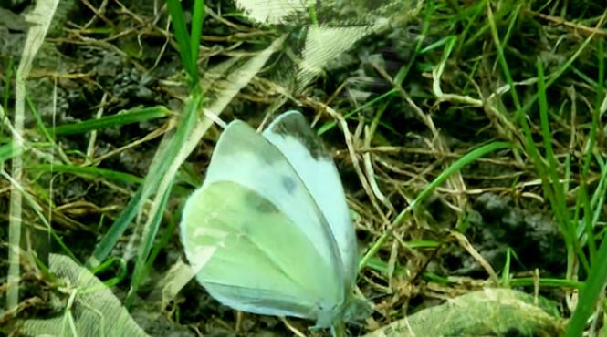 moarte nicu covaci fluturi albi urmaresc membri trupa phoenix