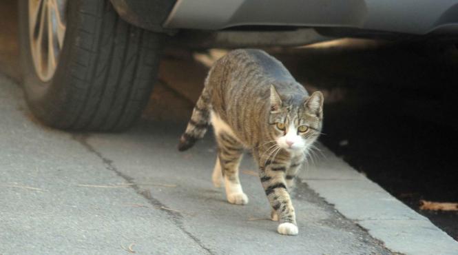 amenda uriasa abandon pisci