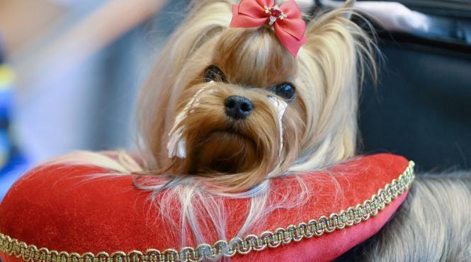 12 cele mai elegante rase caini