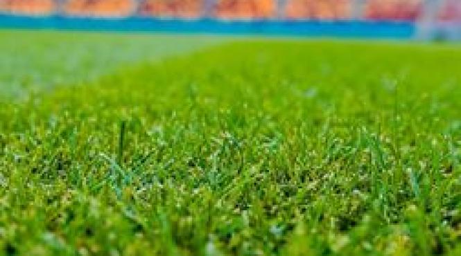 nicusor dan gazon tip hibrid arena nationala