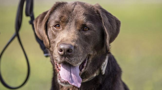 copil caine fotbalist