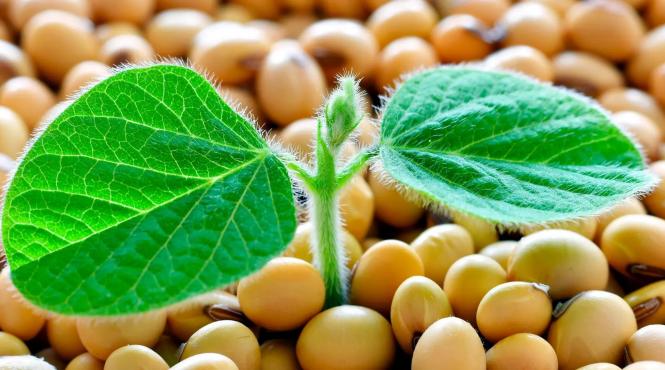 soia surse proteine cancer san