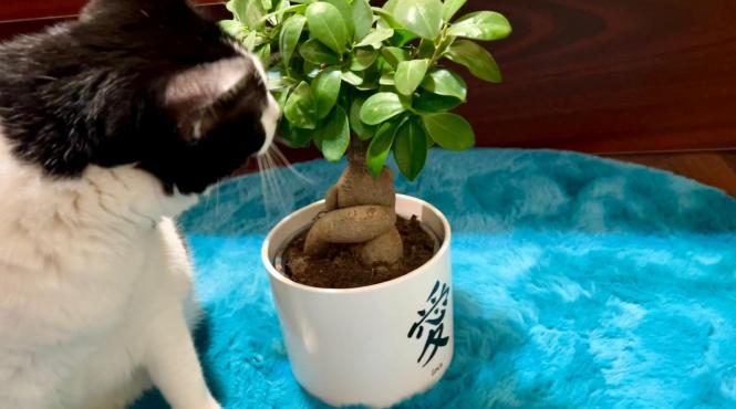 bonsai otravitor pisici curioase intoxicatie simptome masuri urgente