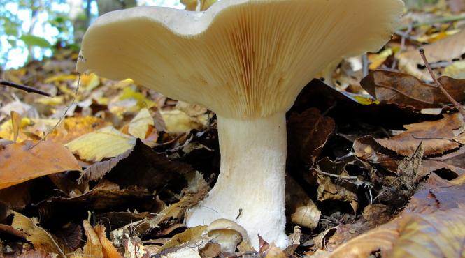 ciuperca vase sanguine rani