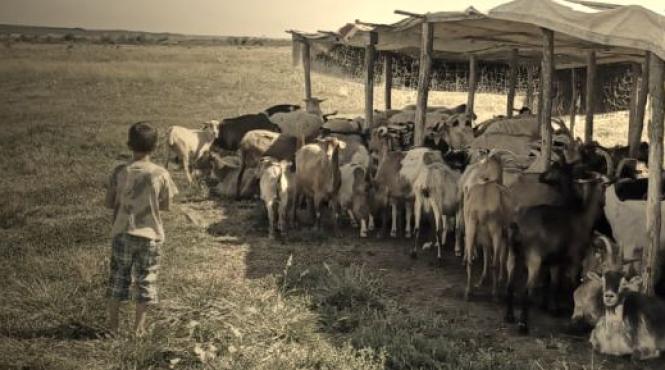 copii mediul rural matematica platforma online poveste ilie