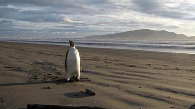 pinguin hoiho pasarea anului noua zeelanda