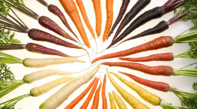 morcovi mister gena batranete