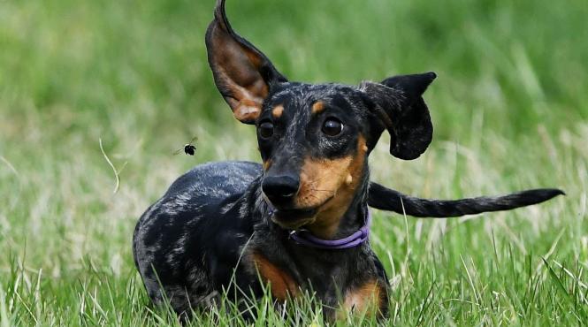 9 rase caini judeca proprietarii secret