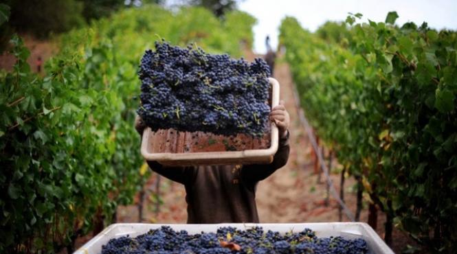 must elixir toamna preparare beneficii sanatate suc struguri