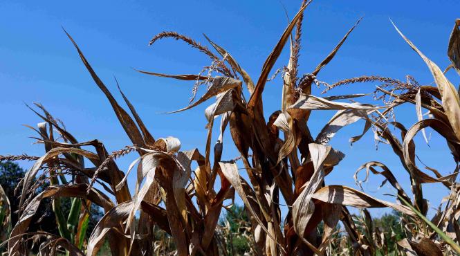 productie porumb minim istoric consum