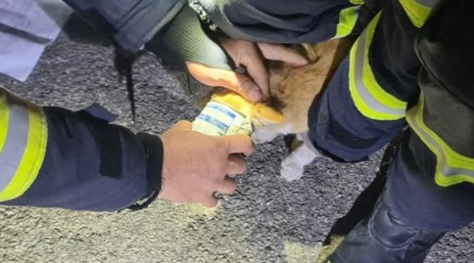 pisica blocata cap cutie conserva