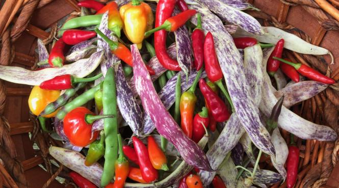 ardei iuti foc afectiuni