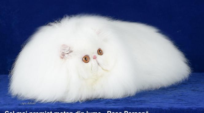 super campionii felini campionatul felin est european black sea winner sofisticat