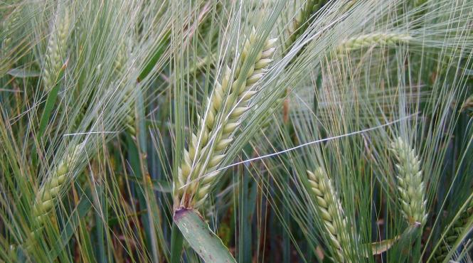 orz cereala natural celule stem