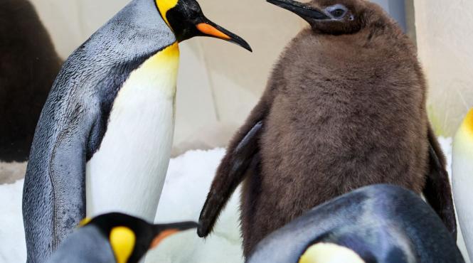 pui pinguin imperial star retele socializare