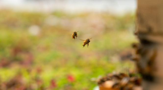 urs stupi bumbesti jiu gorj