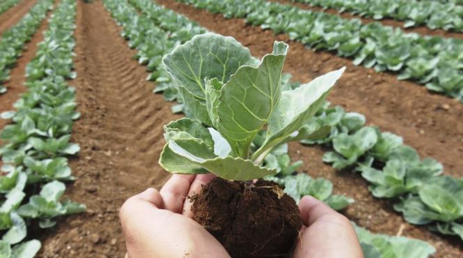 agricultura ecologica subventii bruxelles