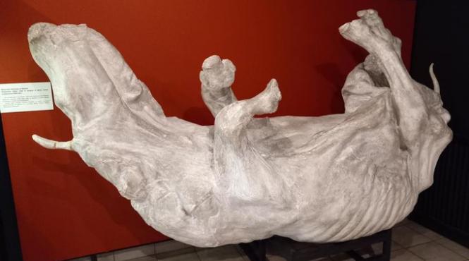 rinocer lanos 32 000 ani bine conservat descoperit permafrost