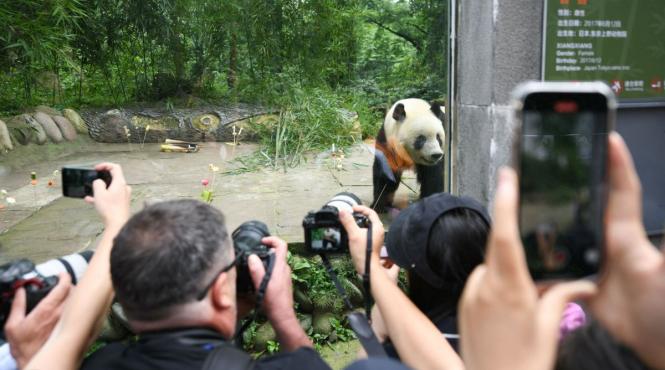 ursi panda lacrimi tokyo intors china