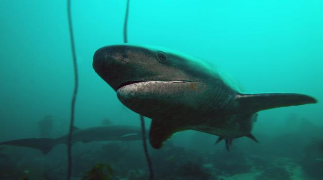 secret sunet groapa marianelor