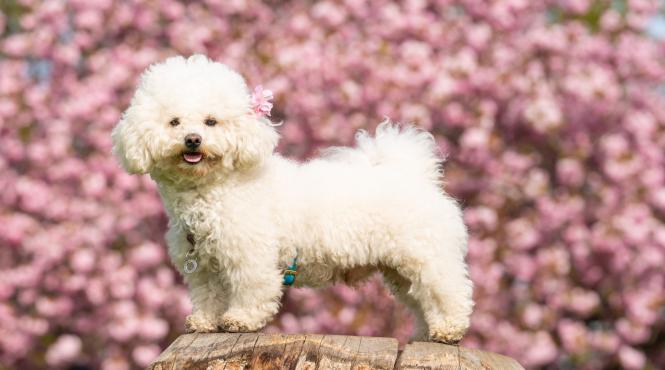 8 cele mai curate rase caini