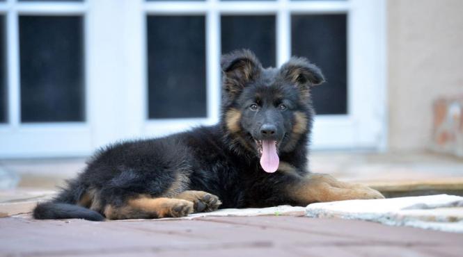 ciobanescul german tot ce trebuie stii inainte iei caine aceasta rasa temperament