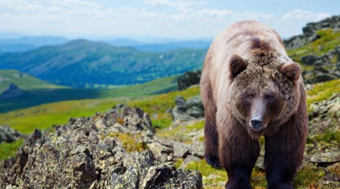 premiera urs anglia operat creier