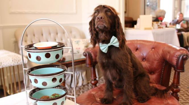 hrana ucide alimente consumate oameni interzise caini pisici toxice