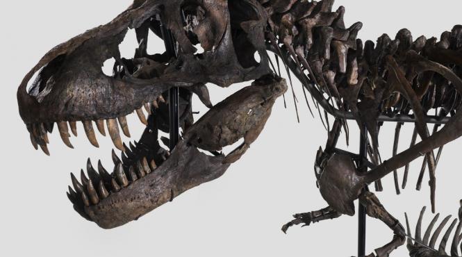 pasari prada cretacic contemporane tyrannosaurus rex america nord