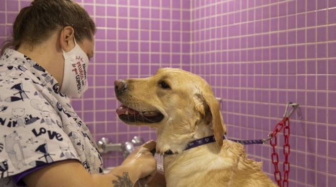 caini veterinari animale de companie