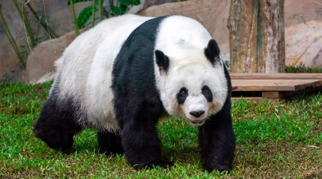 cuplu ursi panda china simbol diplomatic sua